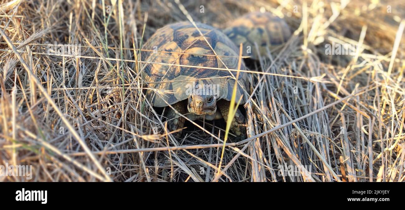 Un primo piano di una tartaruga nell'erba Foto Stock