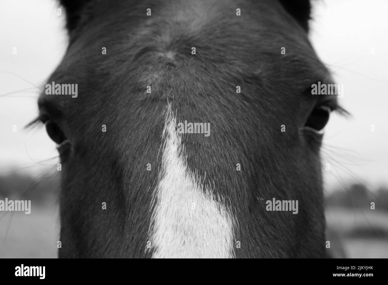 Un ritratto in scala di grigi vicino alla testa del cavallo e agli occhi Foto Stock
