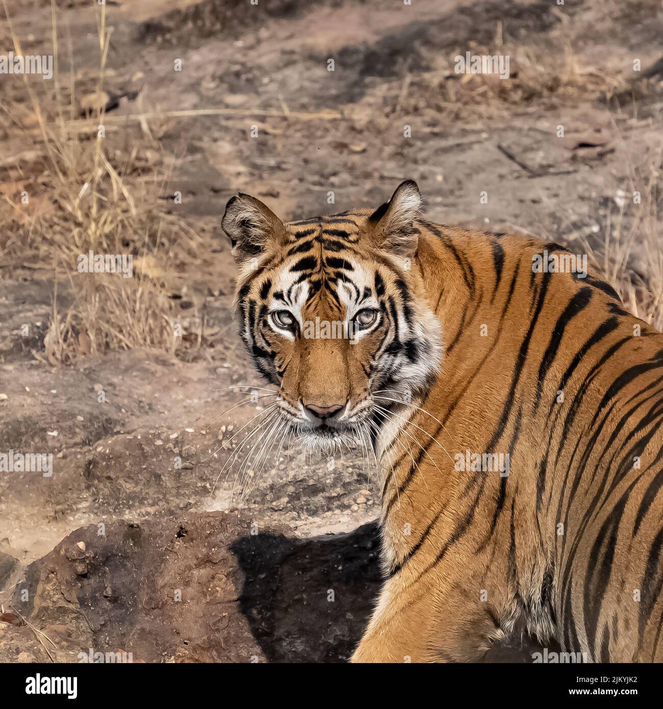 Una tigre selvaggia in piedi nella foresta in India, Madhya Pradesh, testa, ritratto vicino Foto Stock