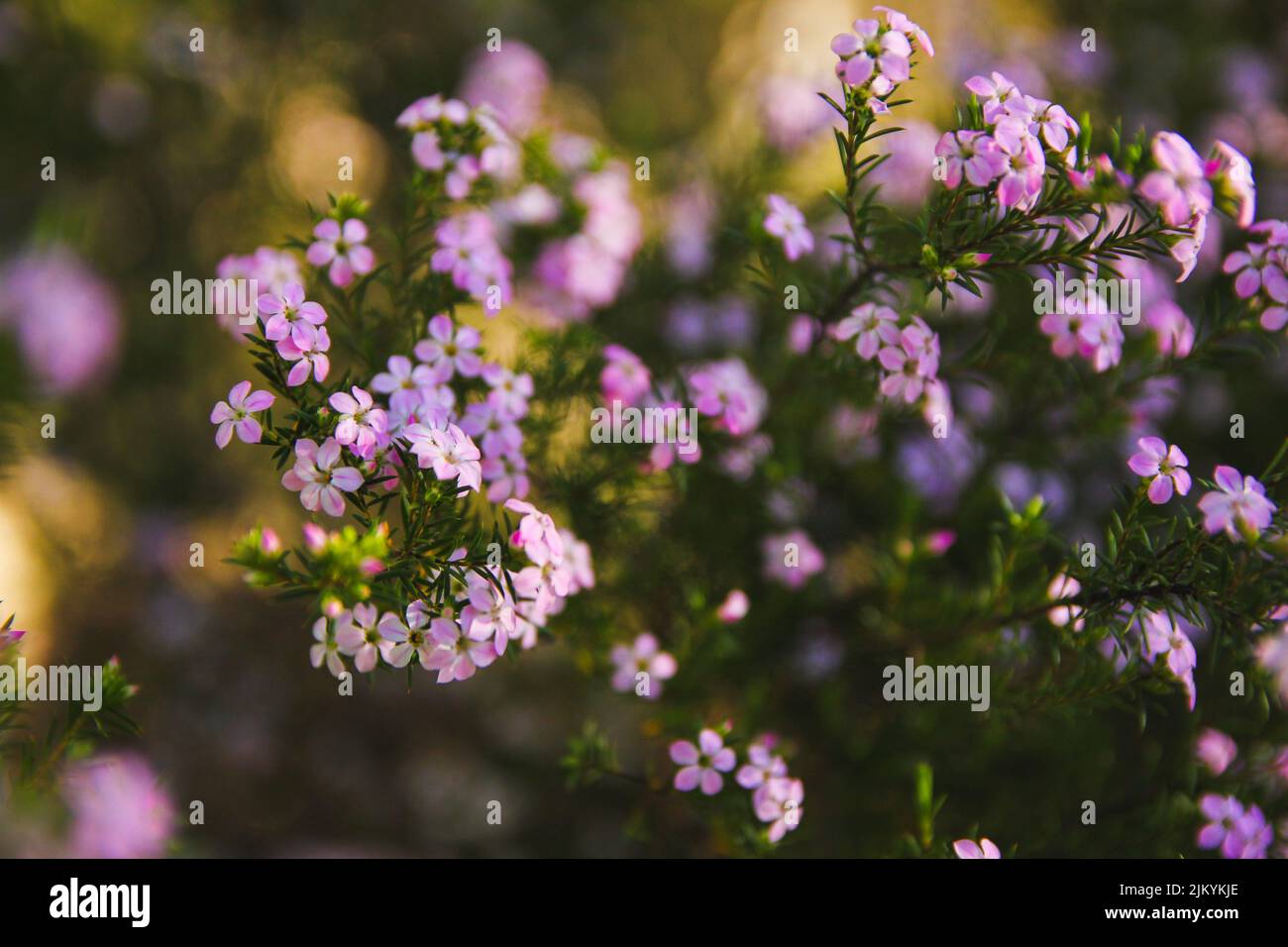 Piccoli fiori rosa fioriscono durante l'estate Foto Stock