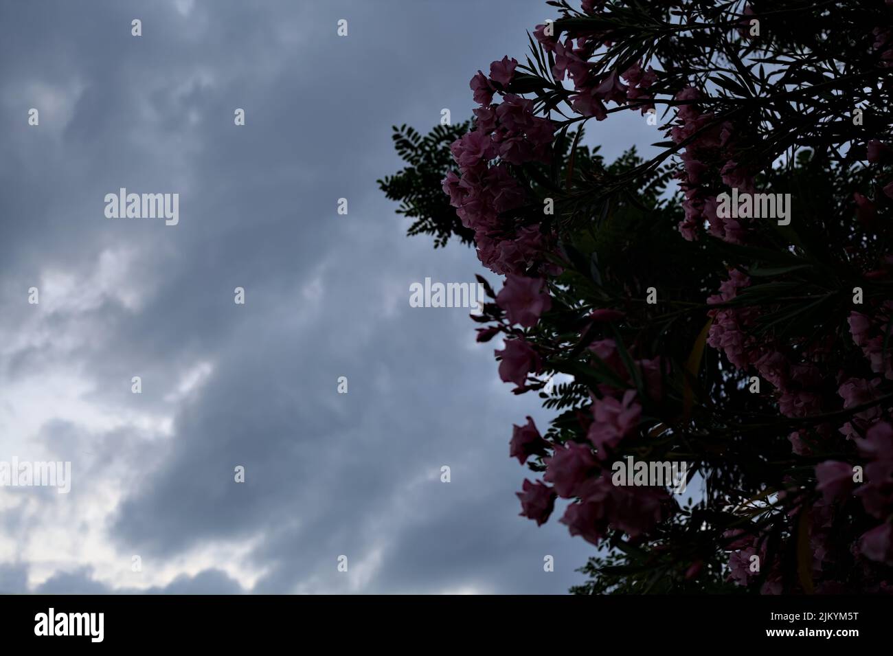 Oleandro rosa in fiore con il cielo del tramonto come sfondo Foto Stock