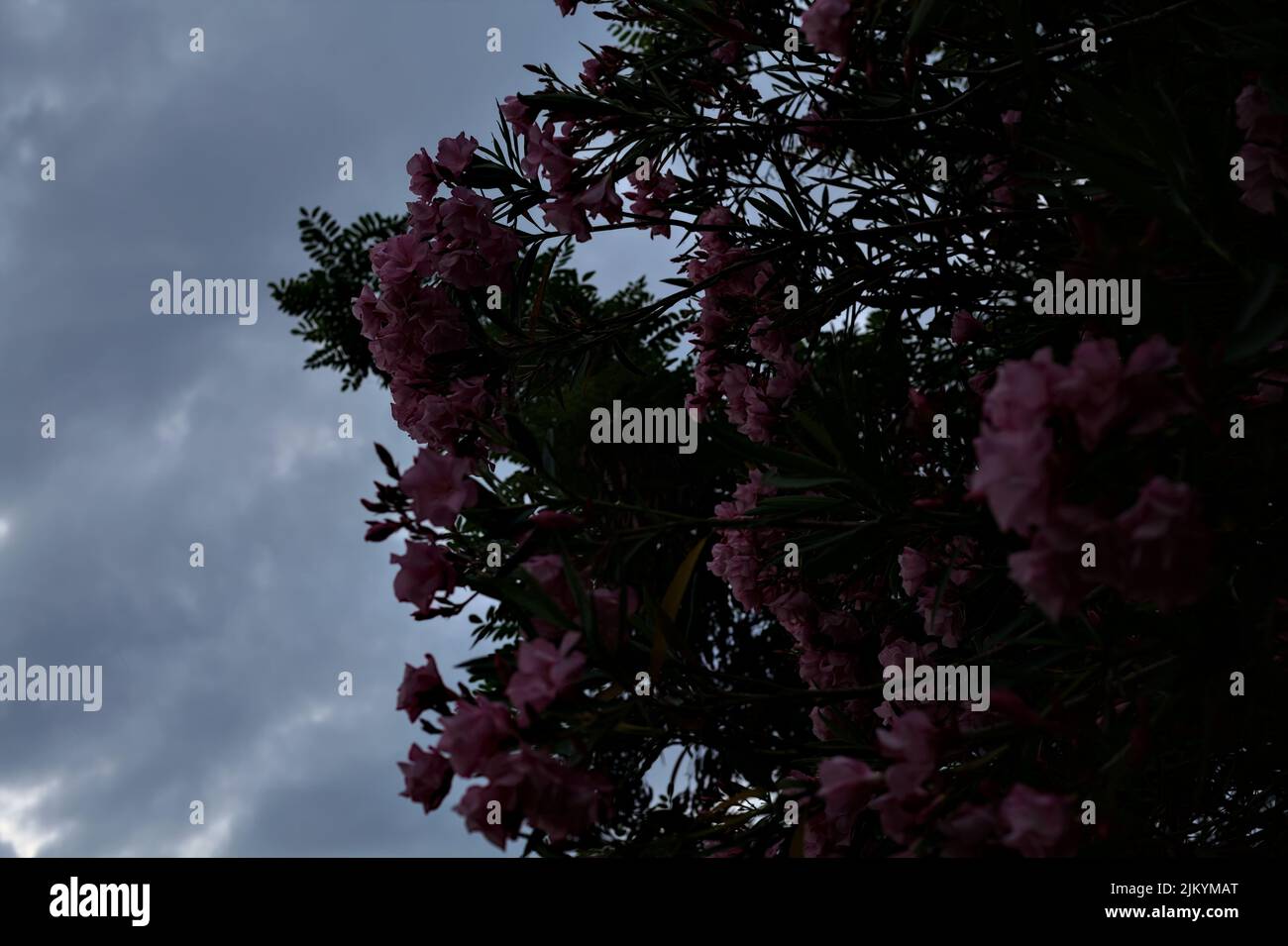 Oleandro rosa in fiore con il cielo del tramonto come sfondo Foto Stock