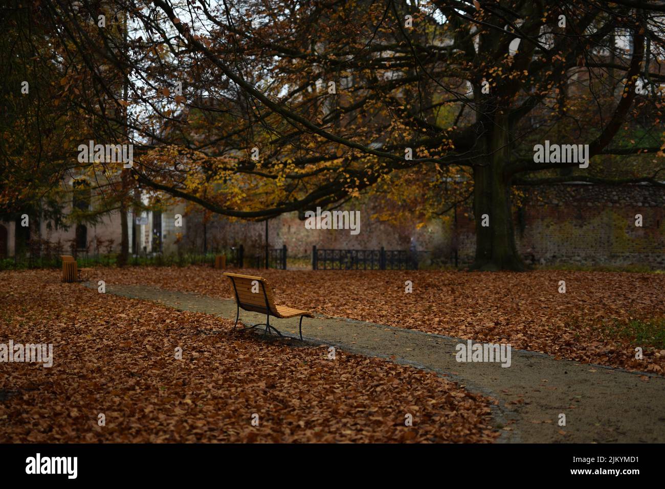 Un sentiero attraverso una foresta con foglie di arancio caduto e una panchina Foto Stock
