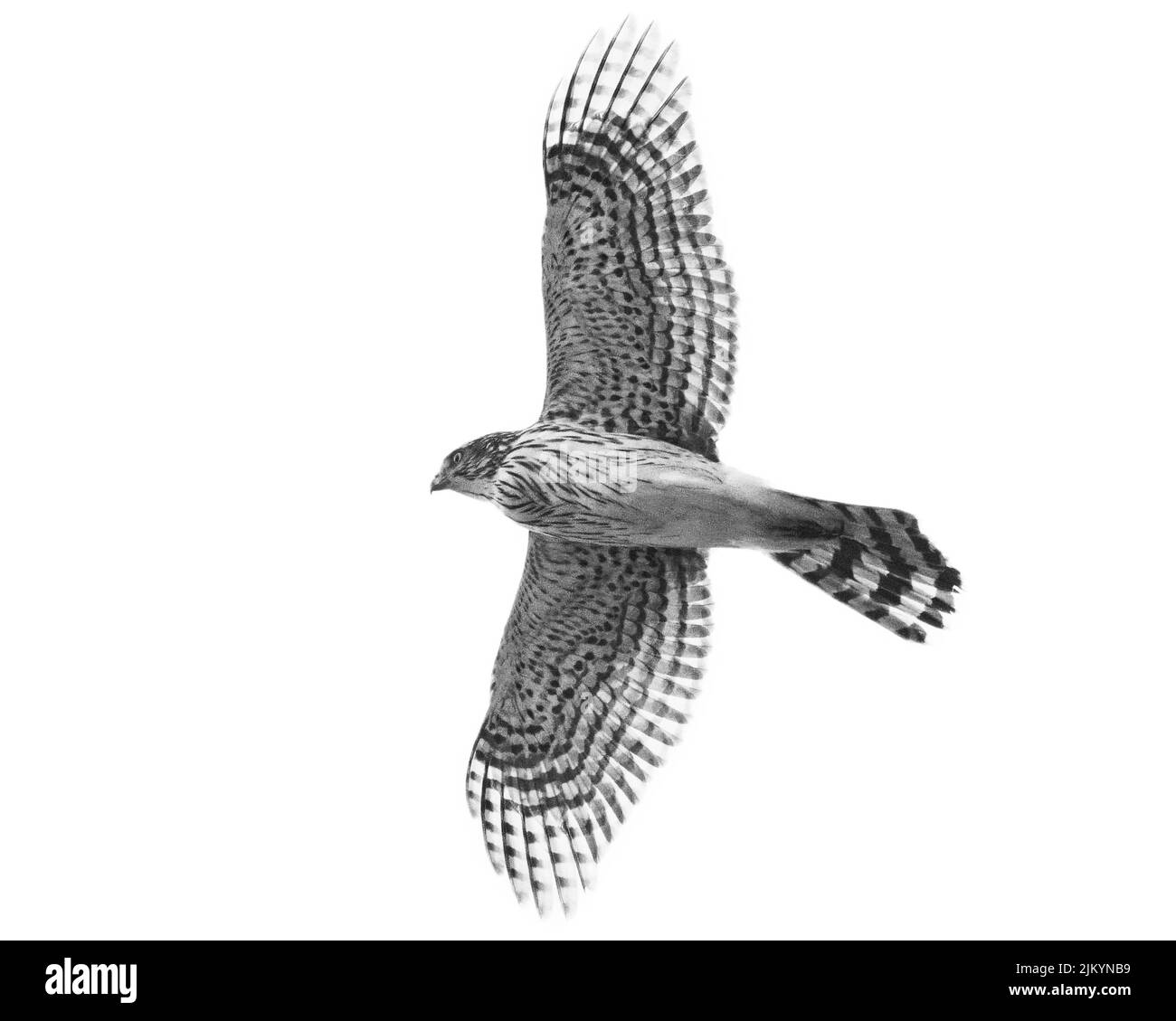Una scala di grigi di un bellissimo falco che vola nel cielo Foto Stock