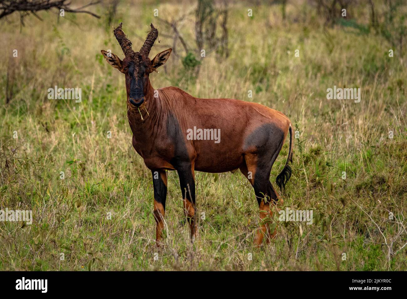 Un comune tsessebe nel Parco Nazionale del Serengeti, Tanzania Foto Stock