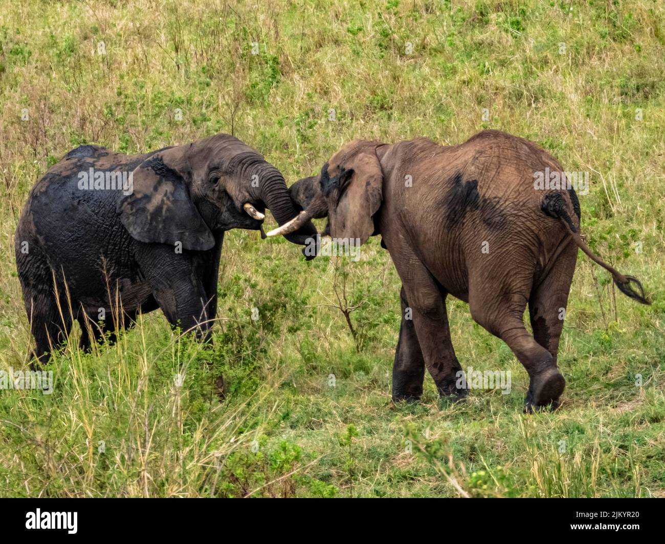 I due adorabili elefanti che coccolano nel Parco Nazionale del Serengeti, Tanzania Foto Stock