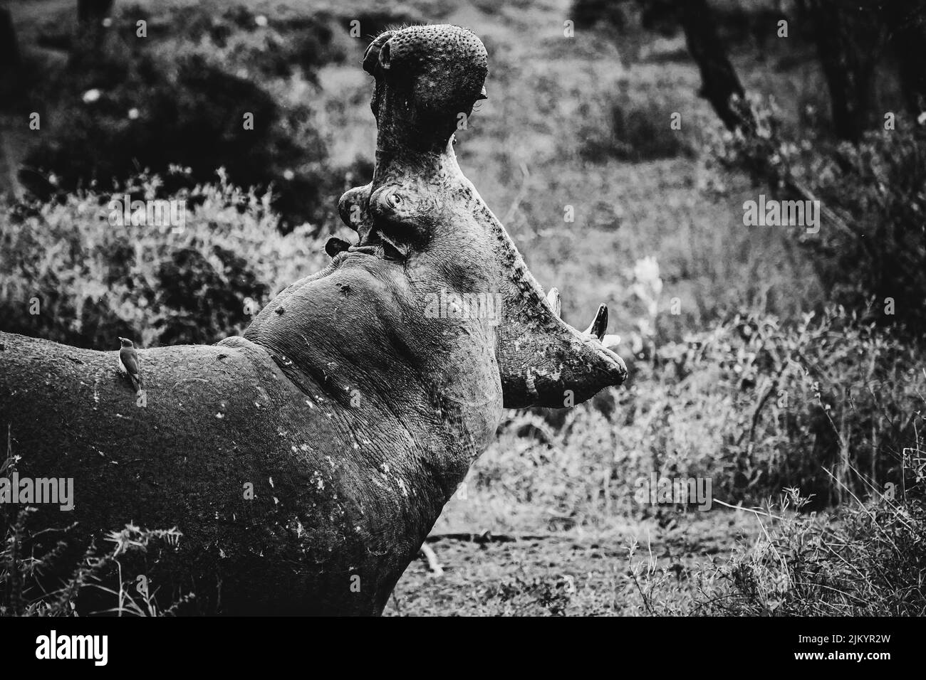 Un colpo in scala di grigi di un grande ippopotamo con la bocca spalancata nel Parco Nazionale del Serengeti, Tanzania Foto Stock