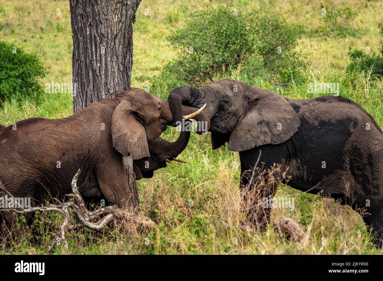 Due grandi elefanti che toccano con i loro tronchi nel safari nel Parco Nazionale del Serengeti, Tanzania Foto Stock