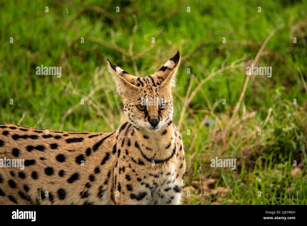 Un Leptailurus nel Parco Nazionale di Serengeti, Safari, Fauna, Animali selvatici Foto Stock