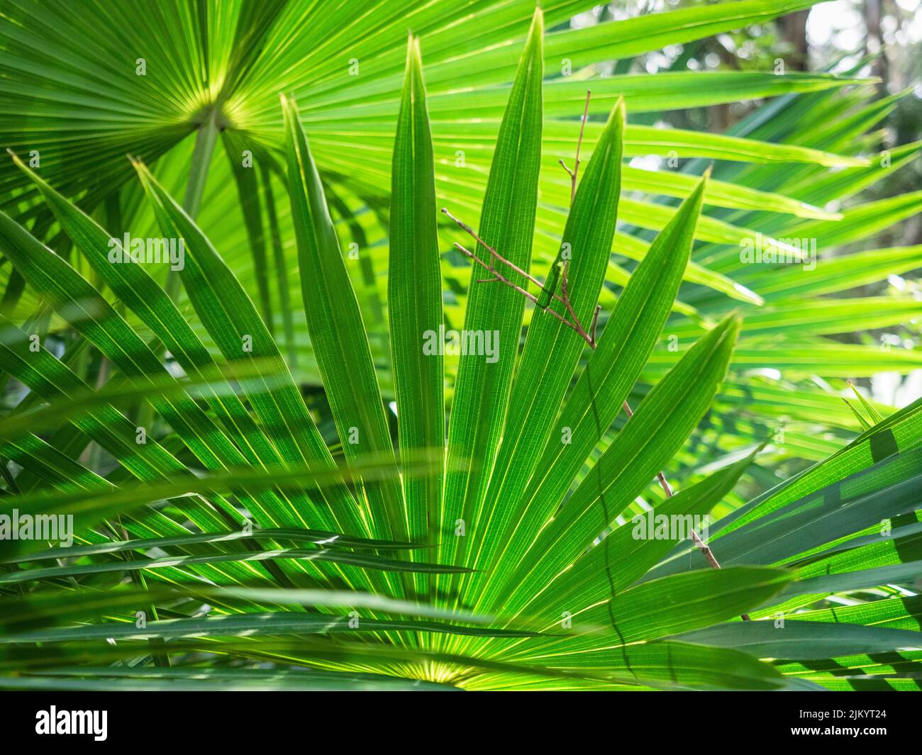 Primo piano di Cabbage Palm (Livistona australis) fronte dettaglio, vicino Otford, Royal National Park, nuovo Galles del Sud Foto Stock