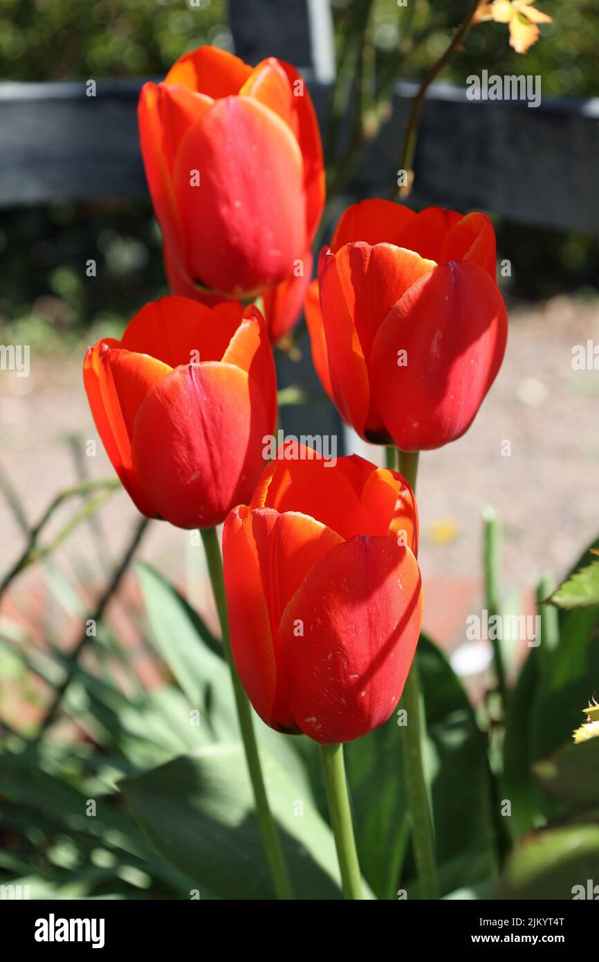 Un fuoco poco profondo di tulipani rossi nel giardino Foto Stock