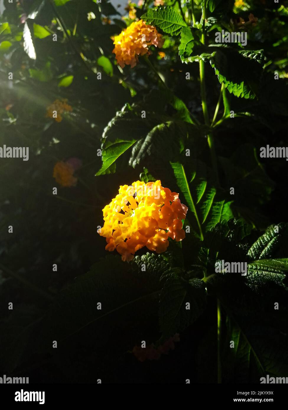 Fiore colorato con colori rosso, giallo e arancione e luce del sole Foto Stock
