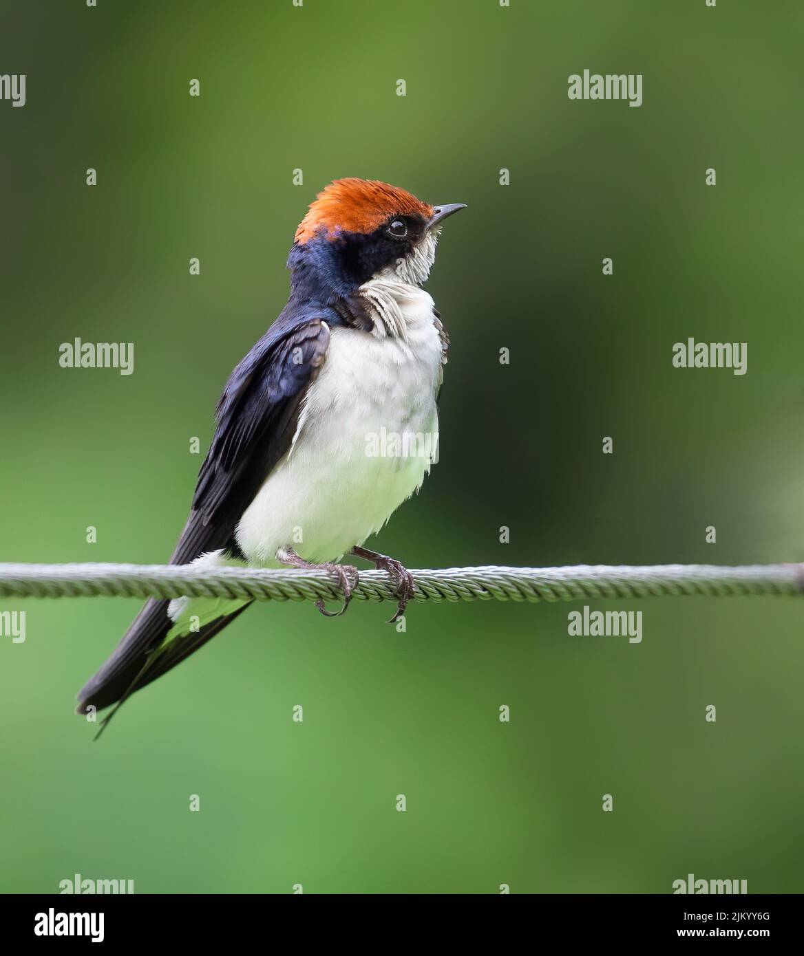 Un filo di coda che cammina su un filo con sfondo verde Foto Stock