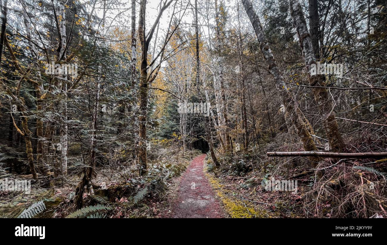Un sentiero che attraversa una foresta dell'isola di Bainbridge, Washington, Stati Uniti Foto Stock