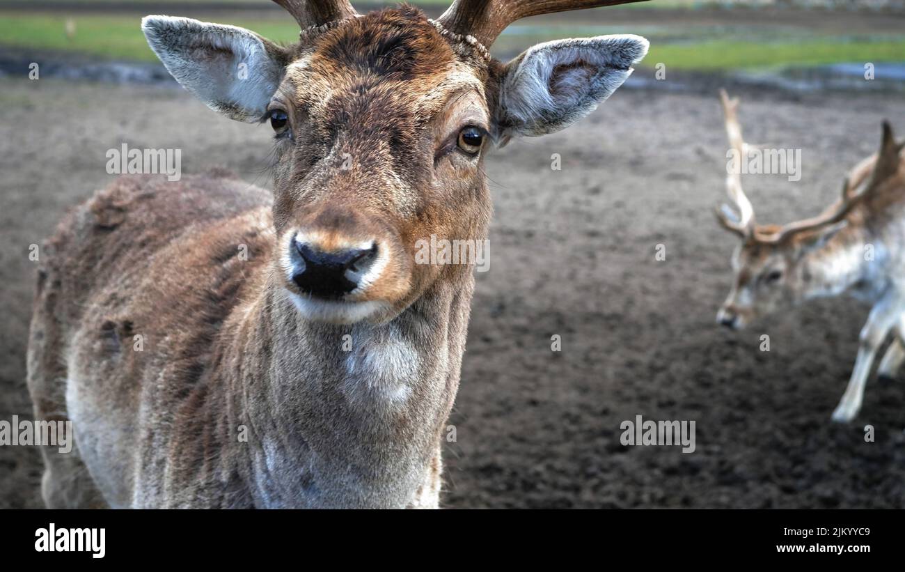 Un primo piano di un carino cervo marrone in natura guardando una macchina fotografica a Jurmala, Lettonia Foto Stock