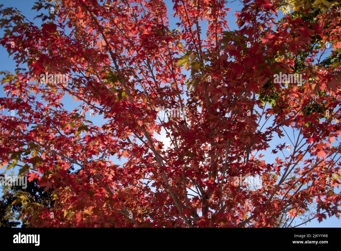 Un colpo di albero ad angolo basso coperto di foglie rosse Foto Stock