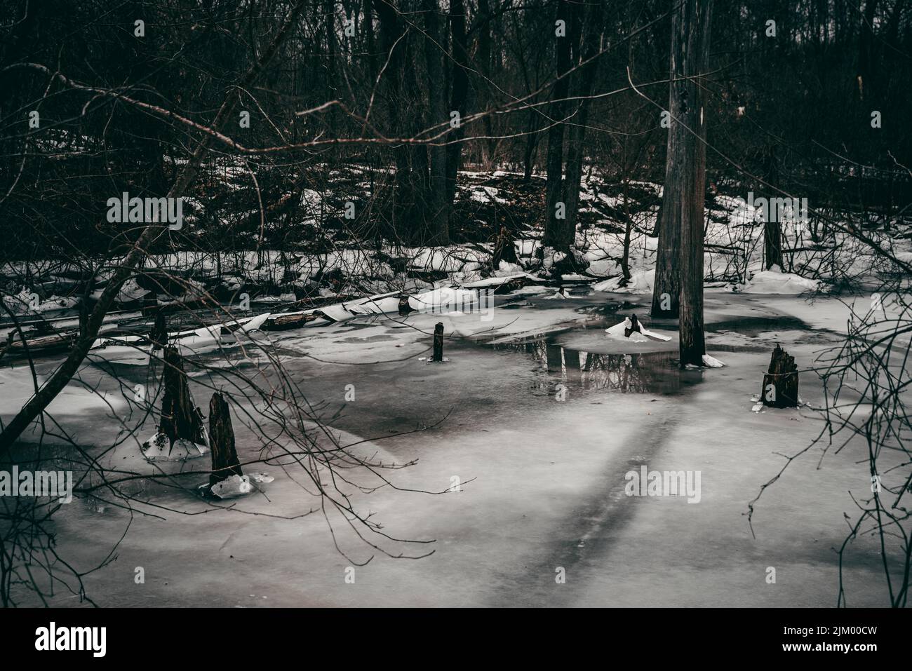 Una vista panoramica delle cupe scoscurità degli alberi in inverno a Grand Rapids, Michigan Foto Stock