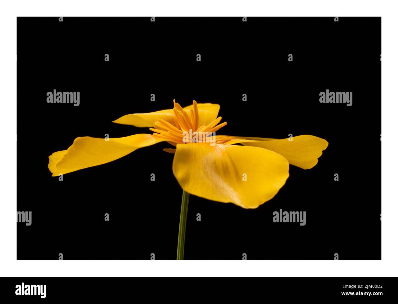 Un fiore di papavero della California su uno sfondo nero con una cornice bianca Foto Stock