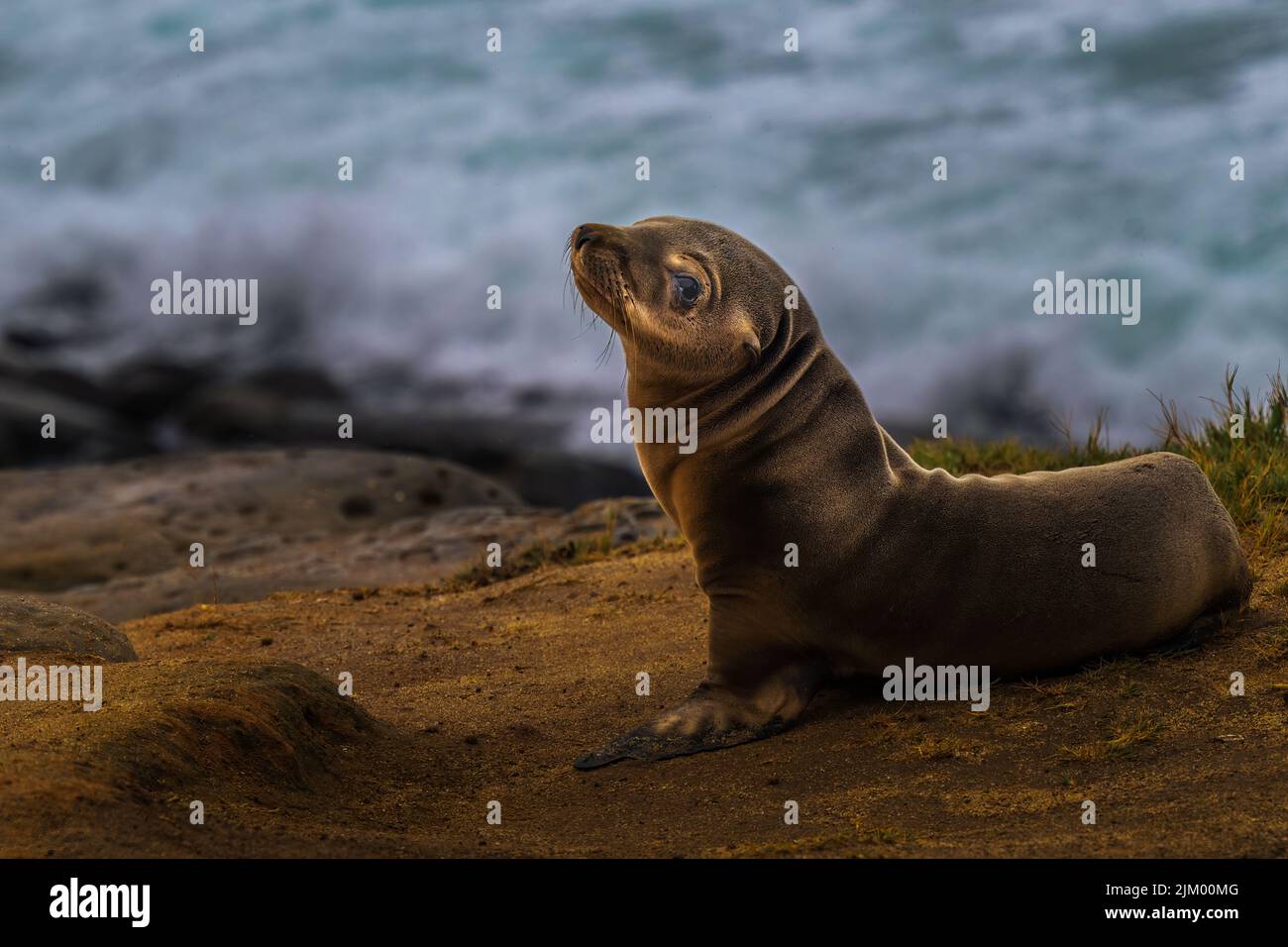 UN CUCCIOLO DI FOCA LONE SULLE SCOGLIERE VICINO LA JOLLA CALIFORNIA CON UNO SFONDO SFOCATO Foto Stock