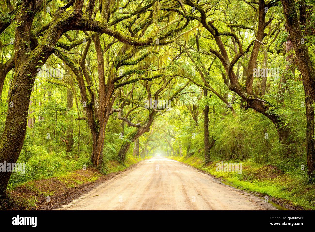 Una lunga strada a baldacchino sterrata fiancheggiata da querce a Edisto Island, South Carolina Foto Stock