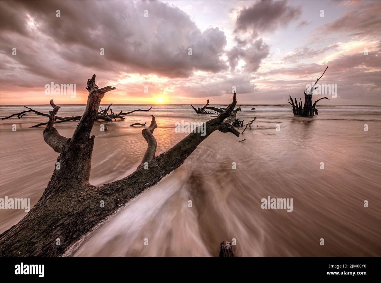 Una vista mozzafiato degli alberi morti in alta marea nell'oceano a Sapelo Island, Georgia durante l'alba Foto Stock
