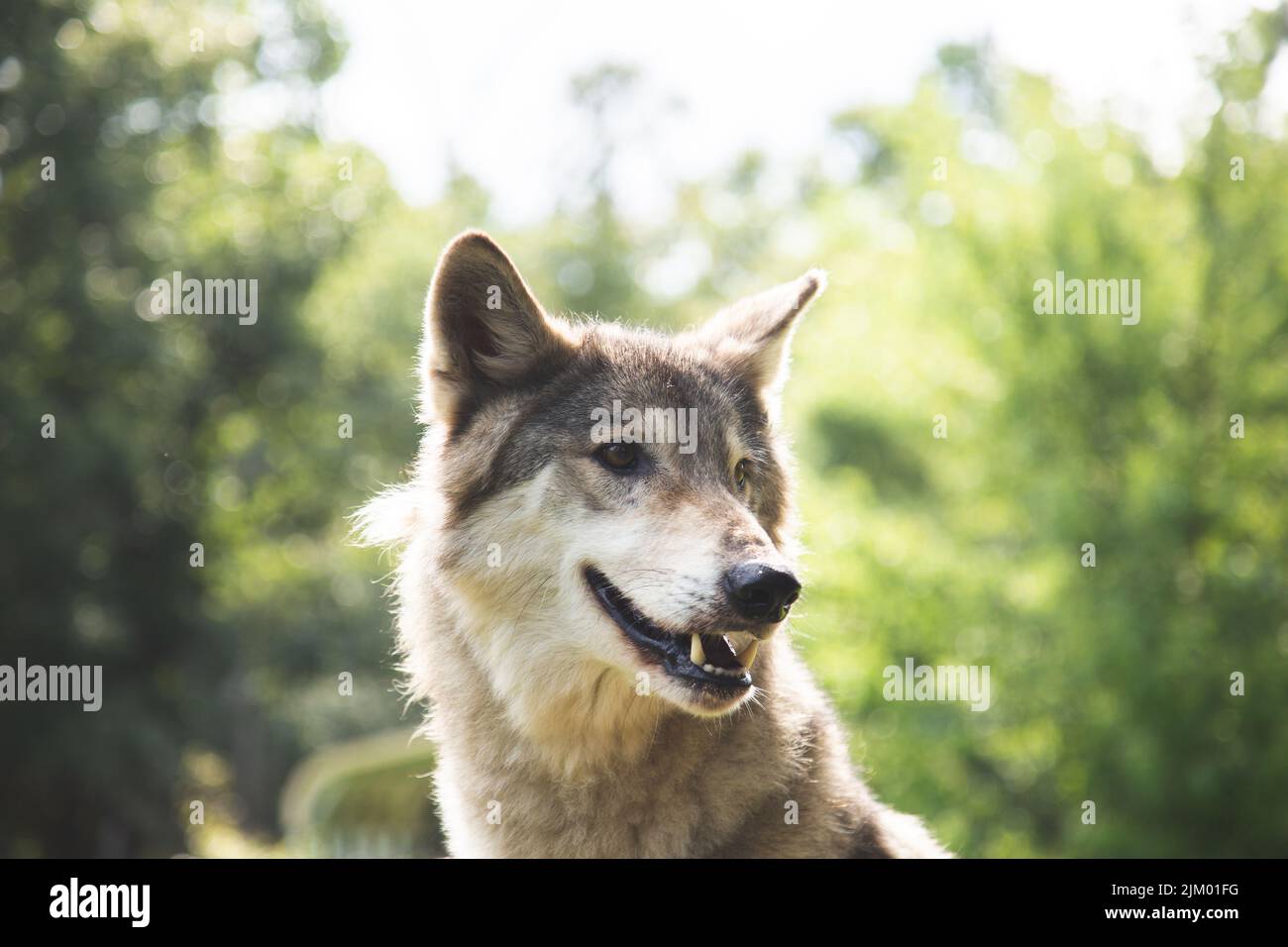Un primo piano poco profondo di adorabile lupo Foto Stock
