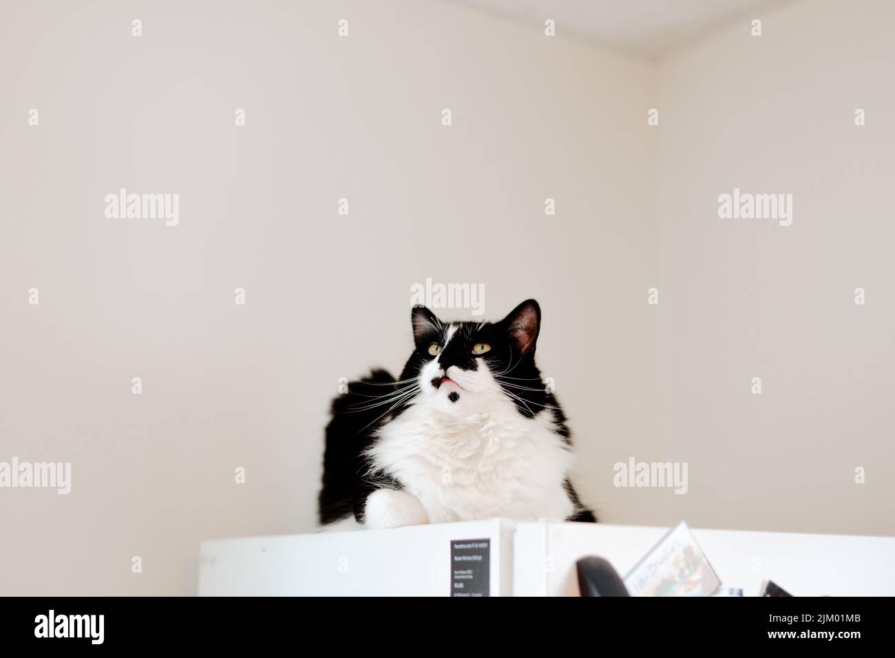 Un adorabile gatto bianco e nero seduto sopra un frigorifero Foto Stock