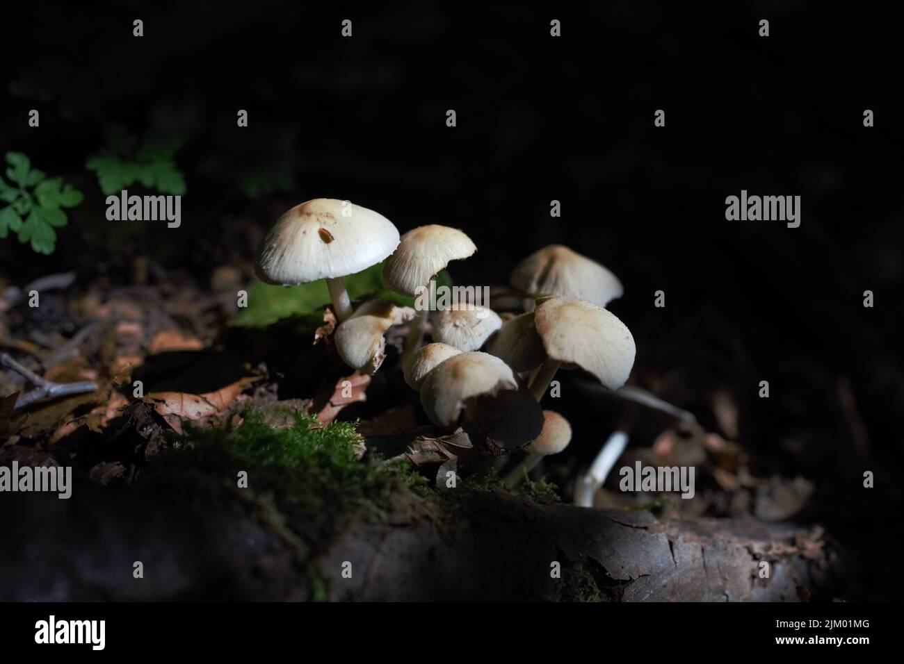 Un primo piano di funghi selvatici Foto Stock