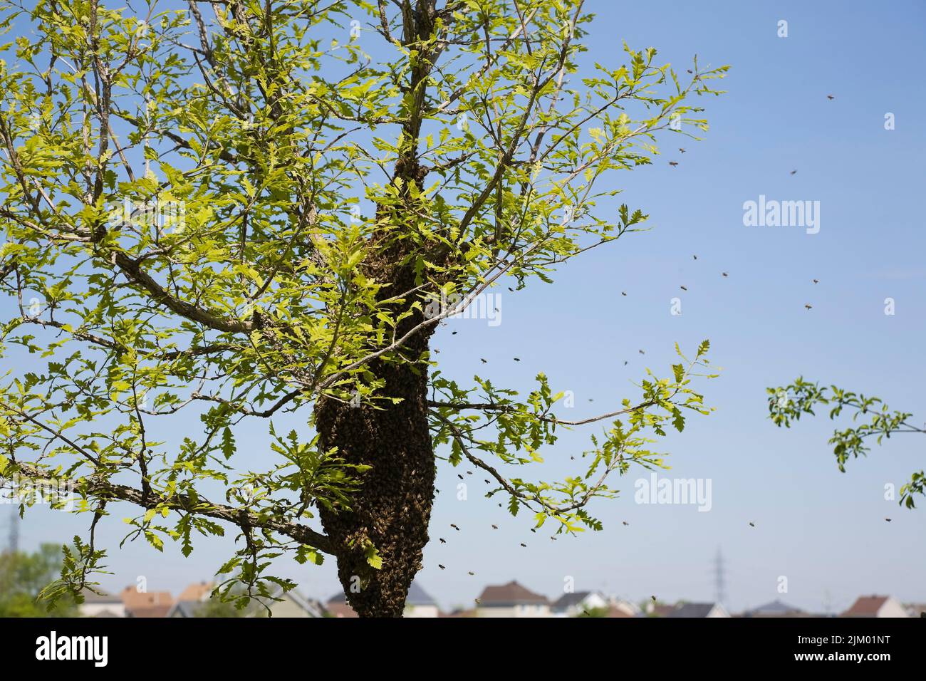 Uno sciame di api da miele raccolto sul tronco dell'albero vicino al quartiere residenziale in primavera. Foto Stock