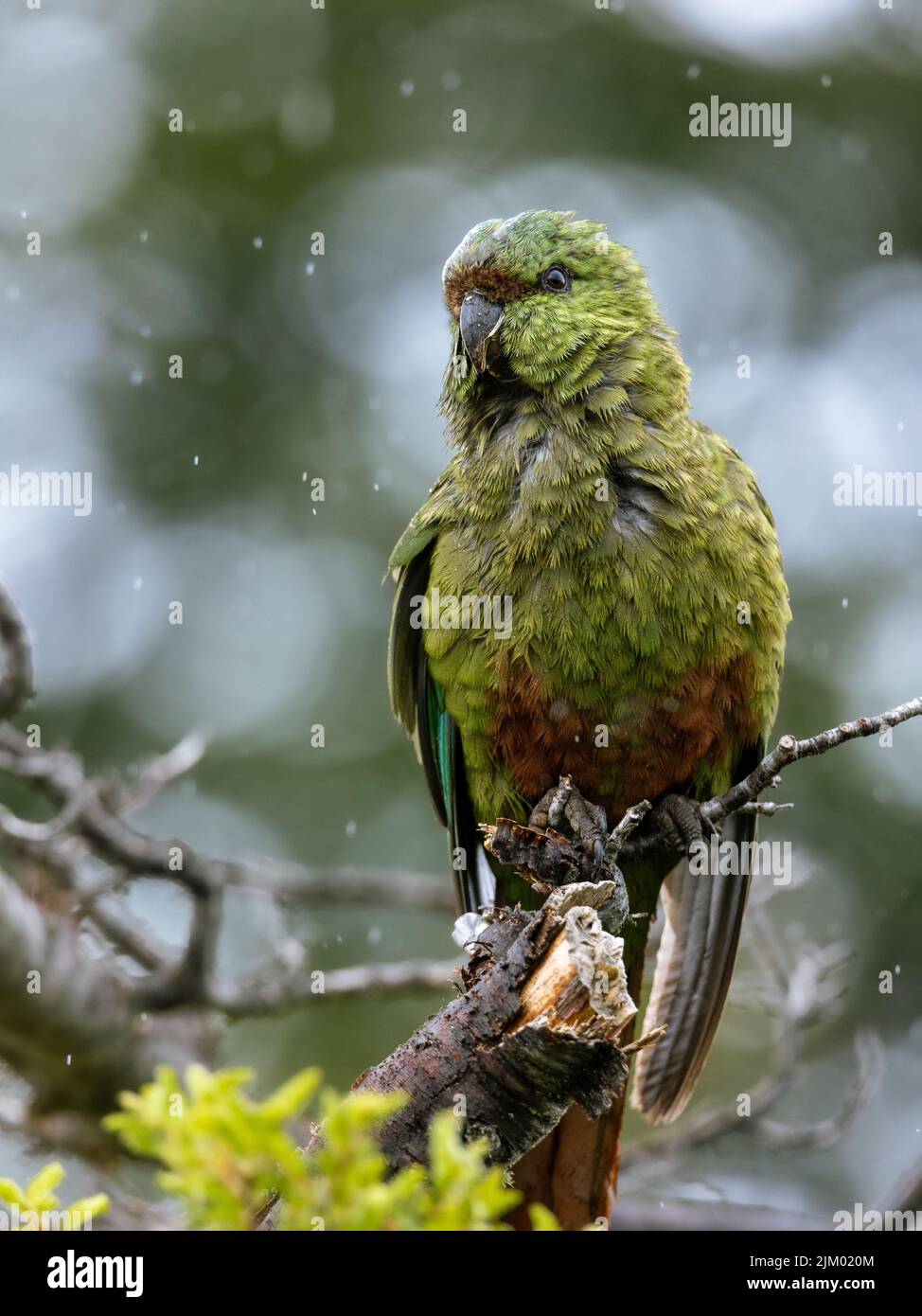 Un tiro selettivo di fuoco di un uccello verde del pappagallo appollaiato su un ramo dell'albero Foto Stock