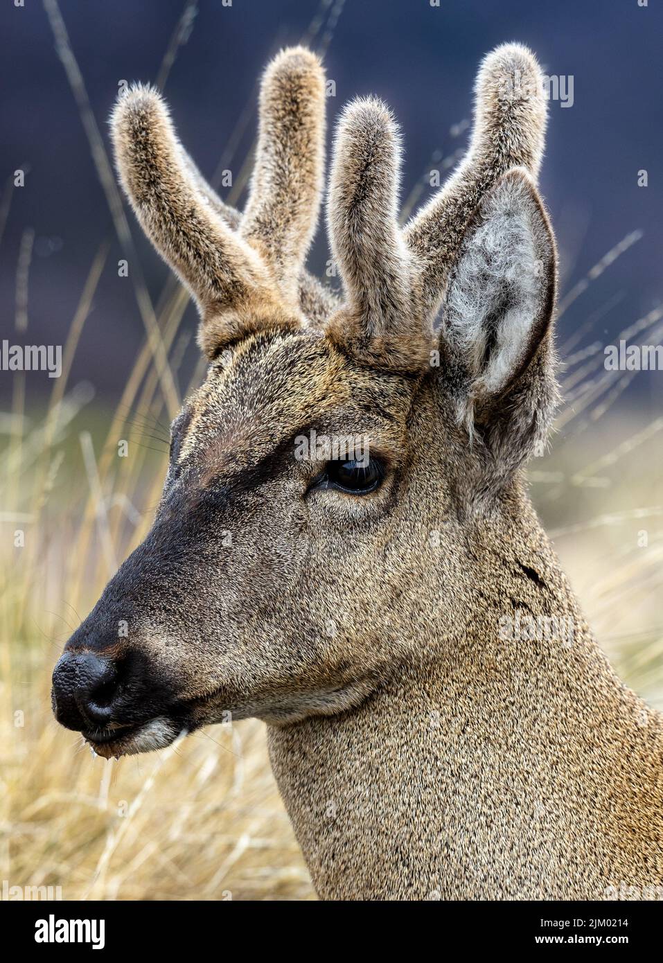 Un focus selettivo del volto di un cervo nel prato Foto Stock