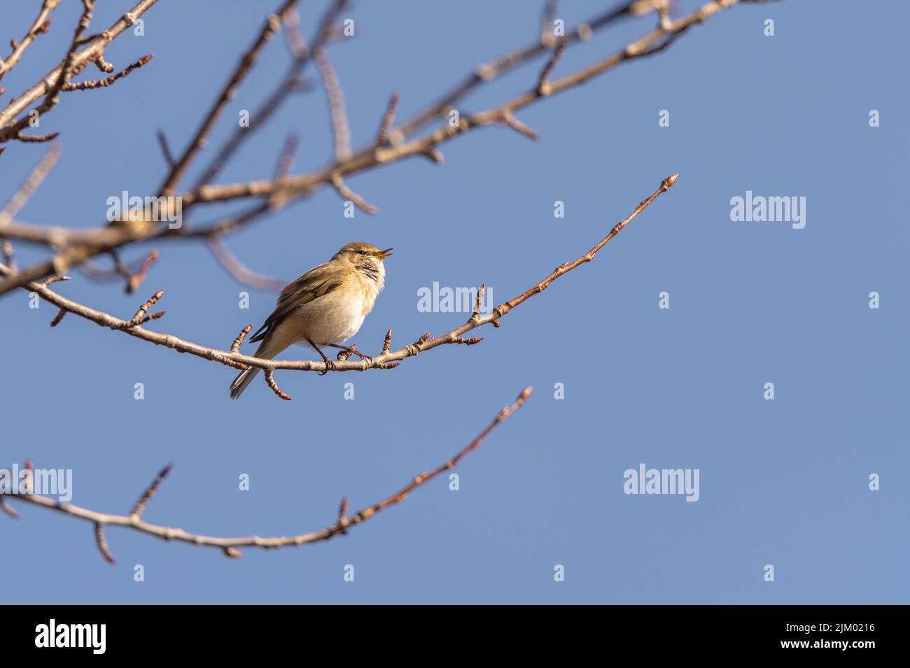 chiffchaff comune, Phylloscopus collybita, seduto su un ramo, canta un rametto. Fotografia di uccelli scattata in Svezia nel mese di aprile. Sfondo cielo blu. Foto Stock