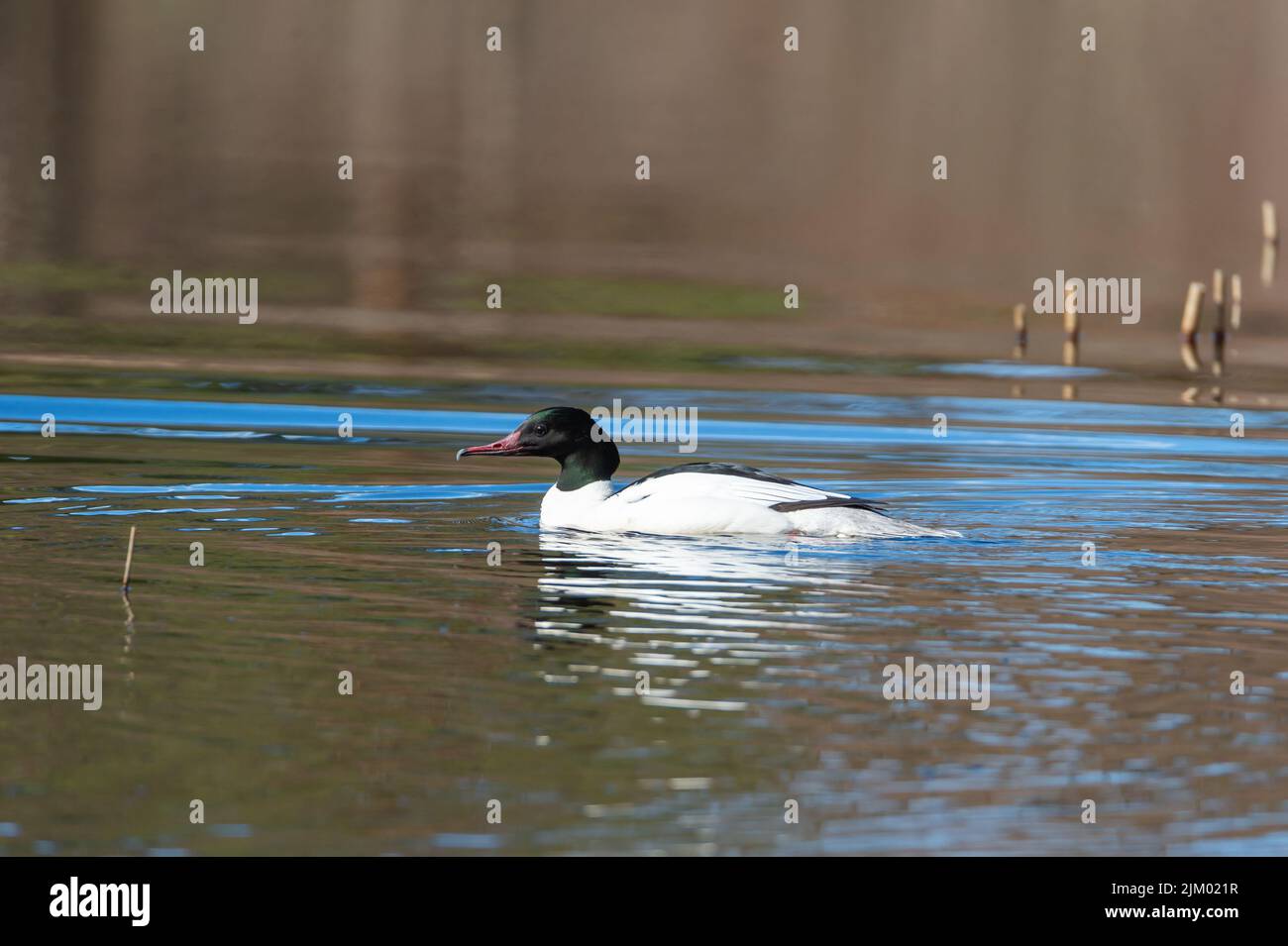 Merganser comune, maschio, (merganser Mergus) nuoto nel lago. Fotografia di uccelli scattata in Svezia. Sfondo acqua sfocato, spazio di copia. Foto Stock