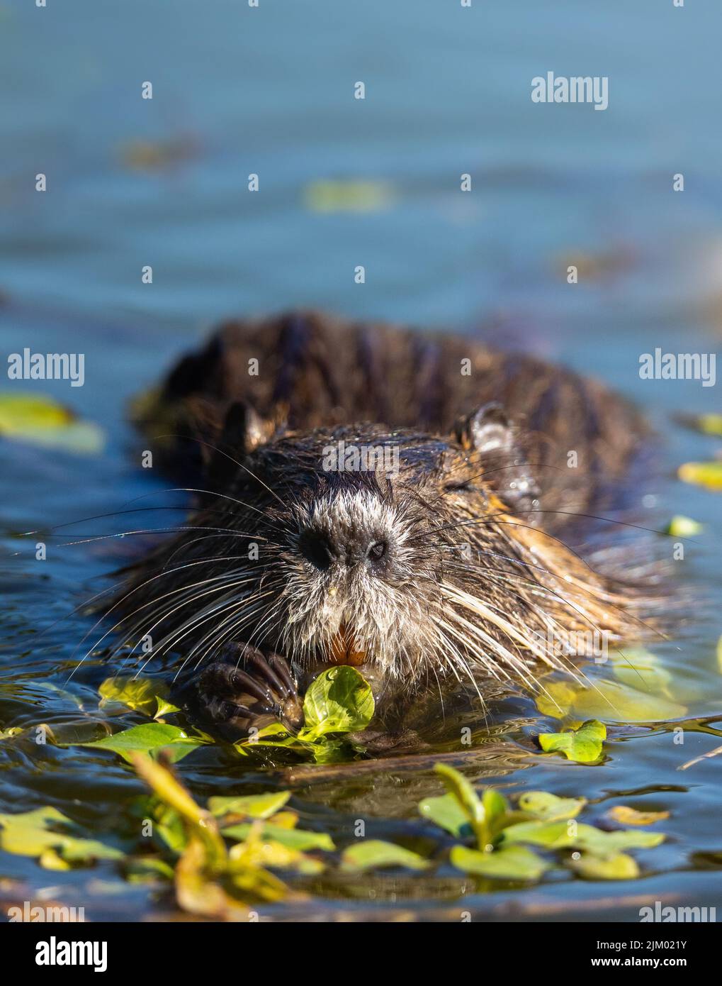 Un colpo selettivo di fuoco di un animale di muskrat che nuota nell'acqua e che mangia le foglie Foto Stock