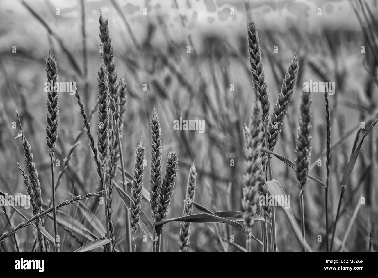 Un colpo in scala di grigi di un campo di spighe di grano in campagna Foto Stock