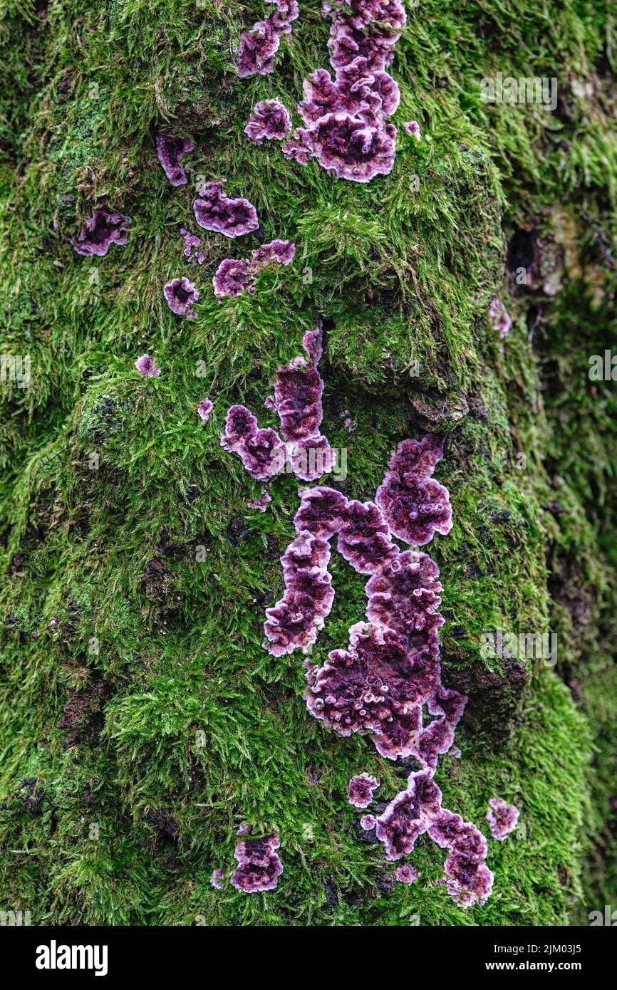 Un primo piano verticale di un tronco di albero coperto di muschio con fiori di purpurpurpureo di Chondrocereum Foto Stock