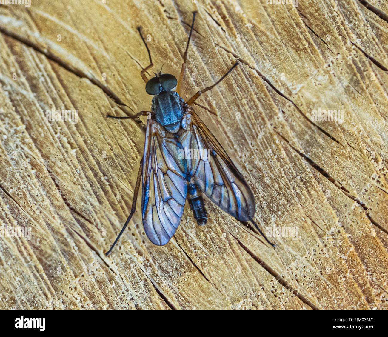 Un primo piano di una mosca comune sullo sfondo di legno Foto Stock