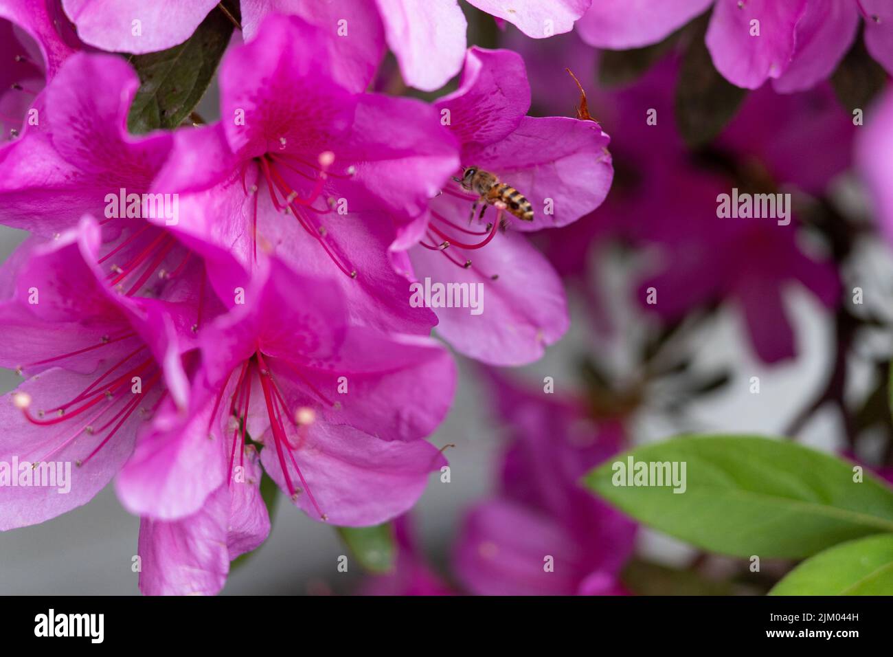 Un primo piano di una piccola bomba che impollinava fiori rosa Azalea Foto Stock