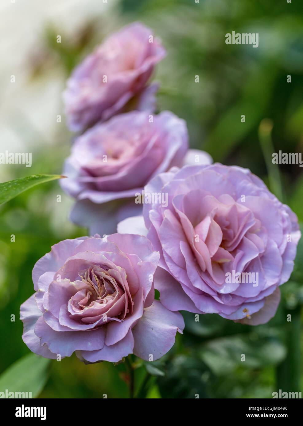 'Waltz Time, Saint-Exupery, Deltos' Hybrid Tea Rose, Tehybridros (Rosa) Foto Stock