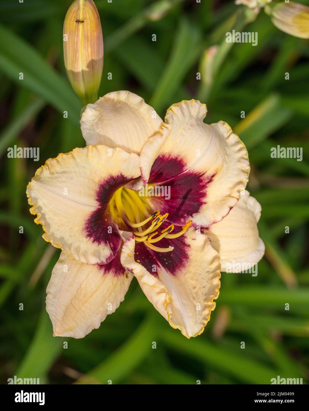 "Piano Man" Daylily, daglilja (Hemerocallis) Foto Stock