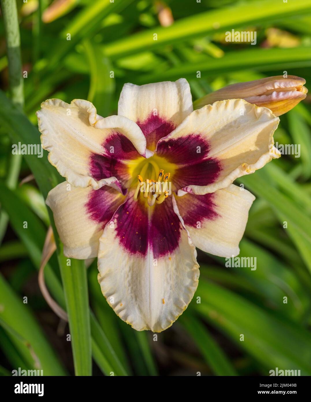 "Piano Man" Daylily, daglilja (Hemerocallis) Foto Stock