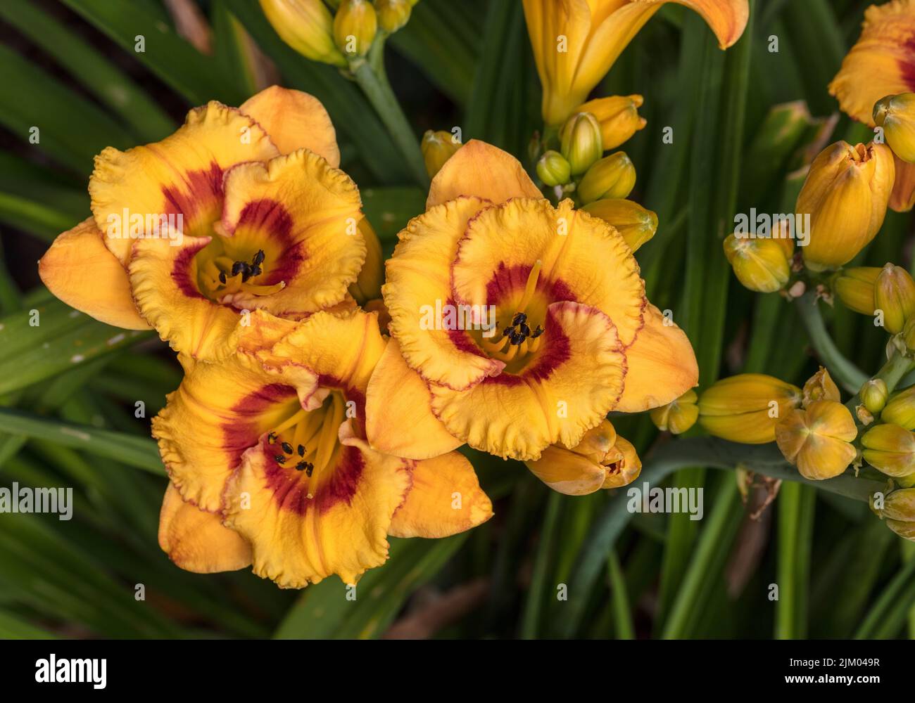 "Tigerling' Daylily, Daglilja (Hemerocallis) Foto Stock