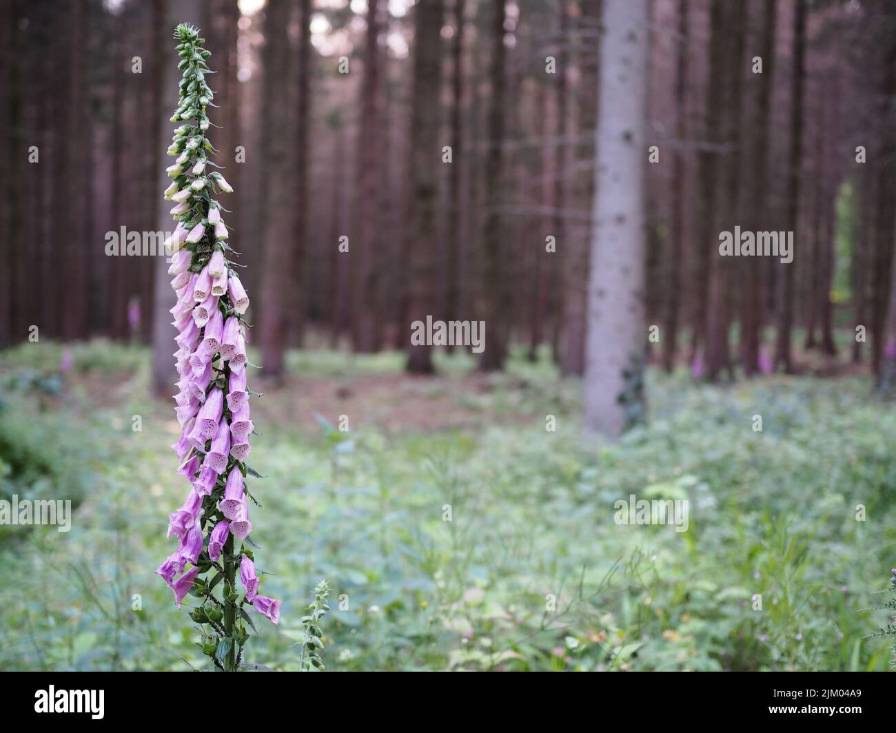 Un primo piano di un guanto di una Signora nella foresta su uno sfondo sfocato Foto Stock