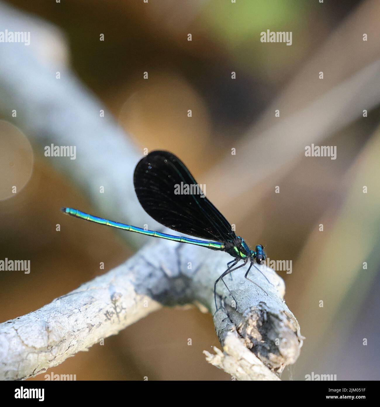Un fuoco poco profondo di un'Odonata Foto Stock
