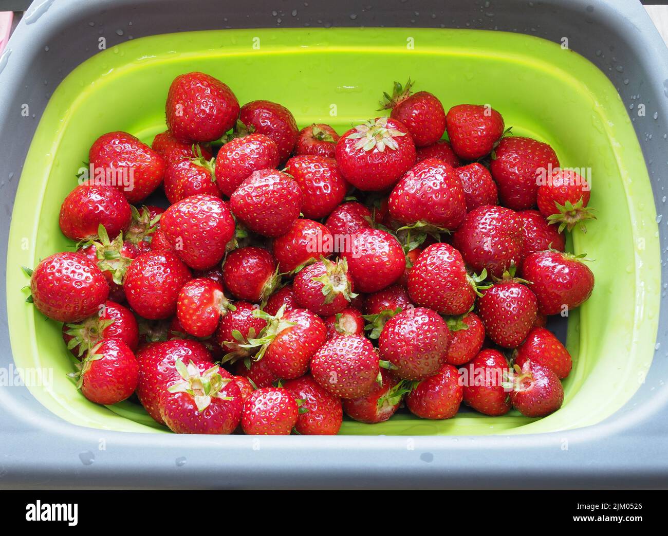 Un primo piano di fragole selvatiche piccole sul piatto di plastica verde Foto Stock