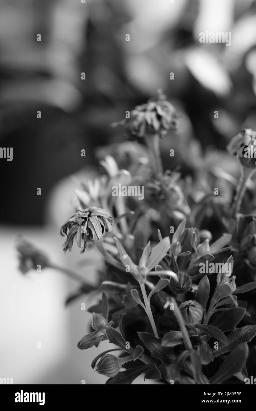 Una scala di grigi di fiori vecchi Foto Stock