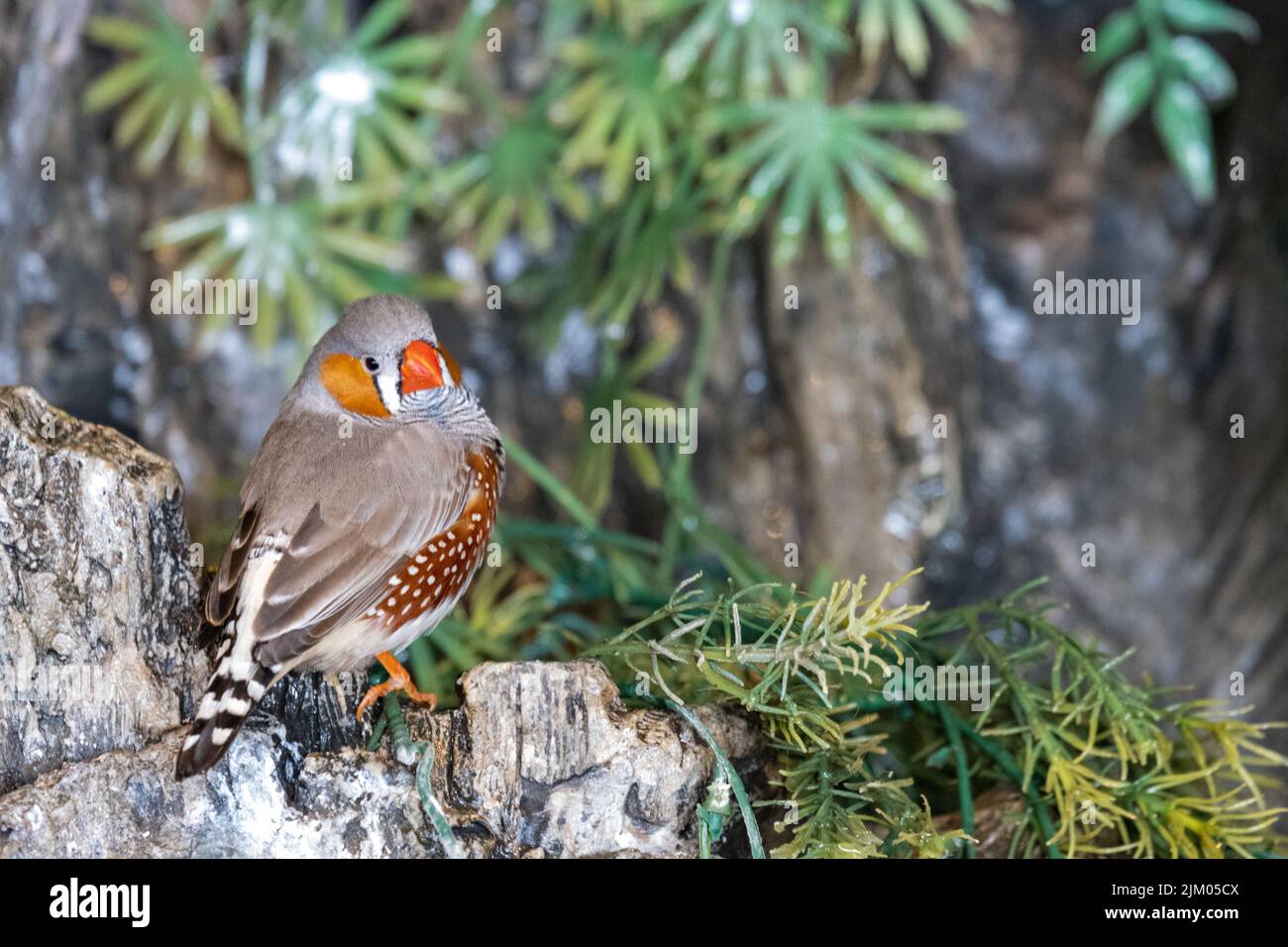 Un primo piano di una zebra finch nella foresta tropicale Foto Stock