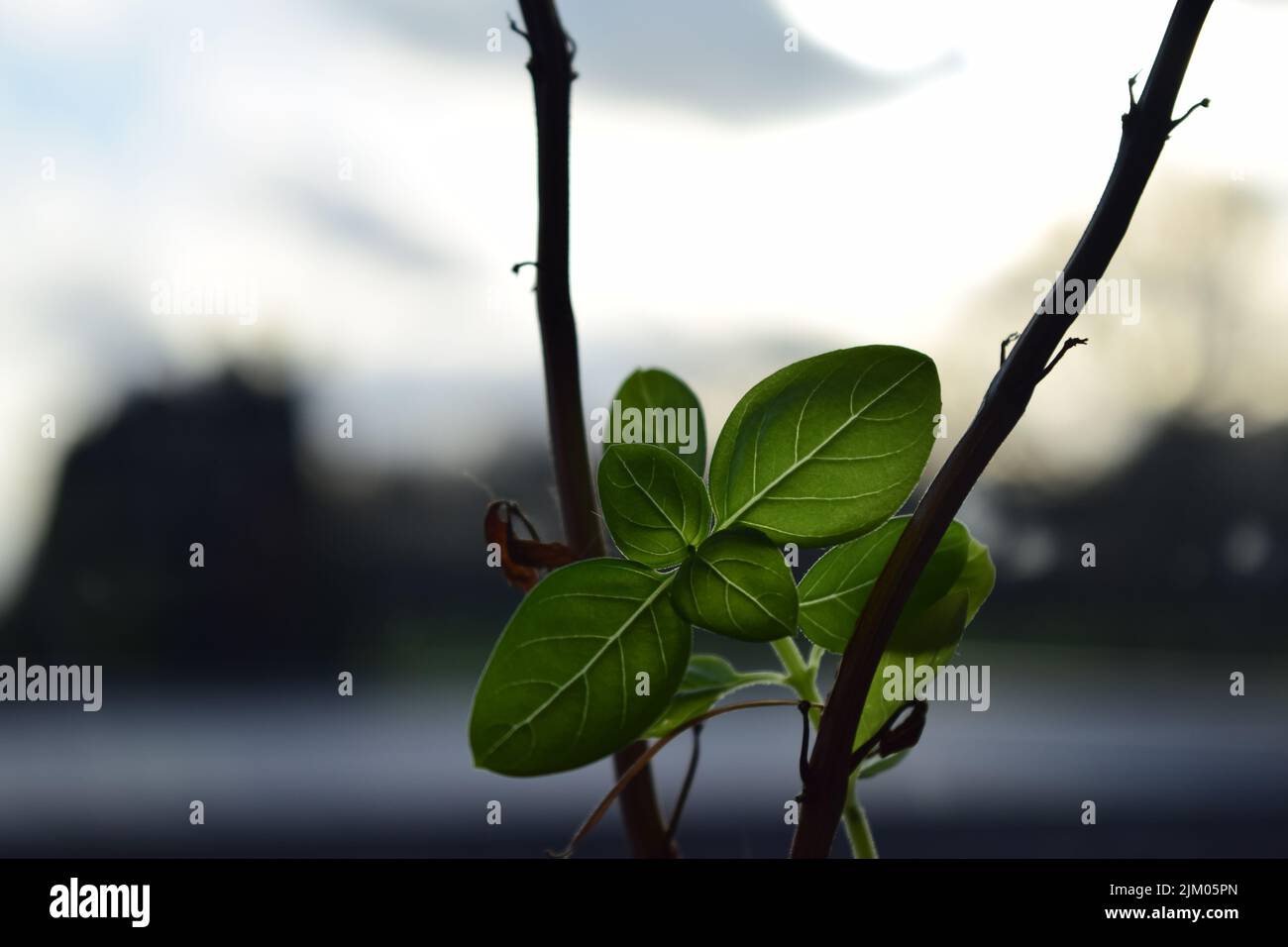 Un primo piano di foglie verdi sullo sfondo sfocato Foto Stock