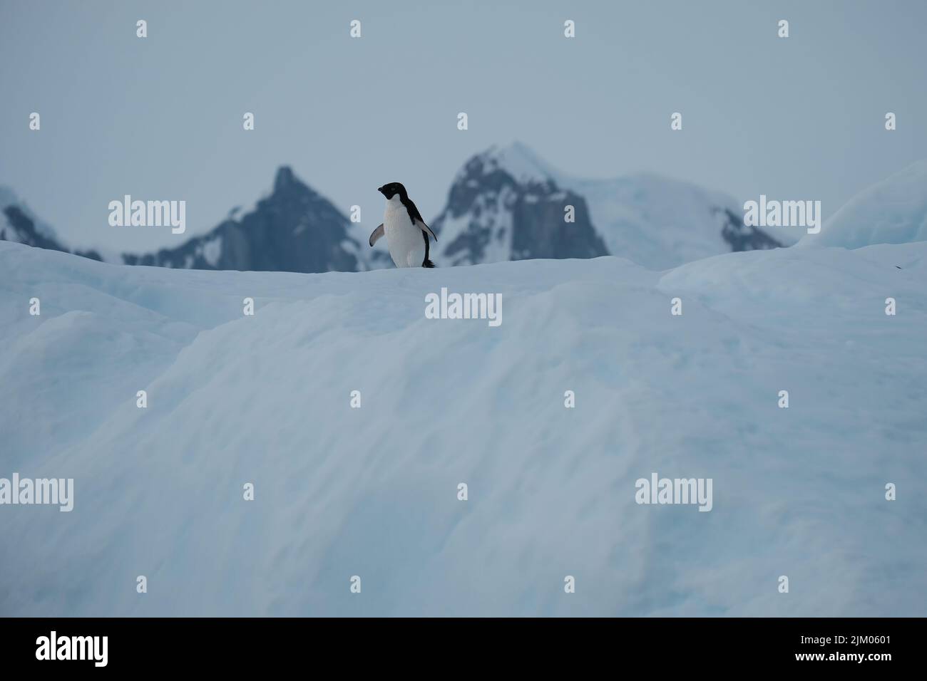 Un pinguino solitario che cammina sul freddo terreno ghiacciato guardando da parte Foto Stock