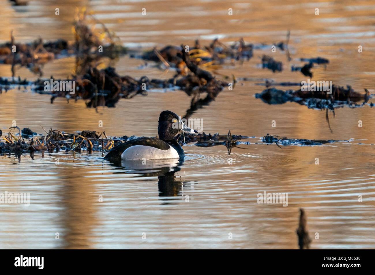 Una bella vista di una bella anatra nuoto nel lago Foto Stock